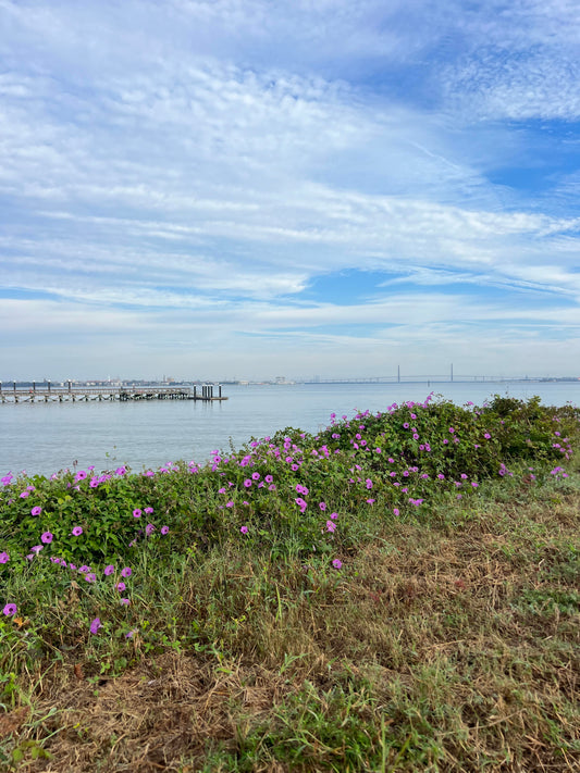 Exploring Parks in Charleston, SC