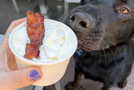 Dog Daze | A Surprise Self-Guided Tour